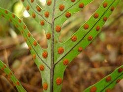 Lecanopteris novae-zealandiae. Abaxial surface of fertile frond showing round to ovate, exindusiate sori, closer to margin than costa.
 Image: L.R. Perrie © Leon Perrie CC BY-NC 3.0 NZ